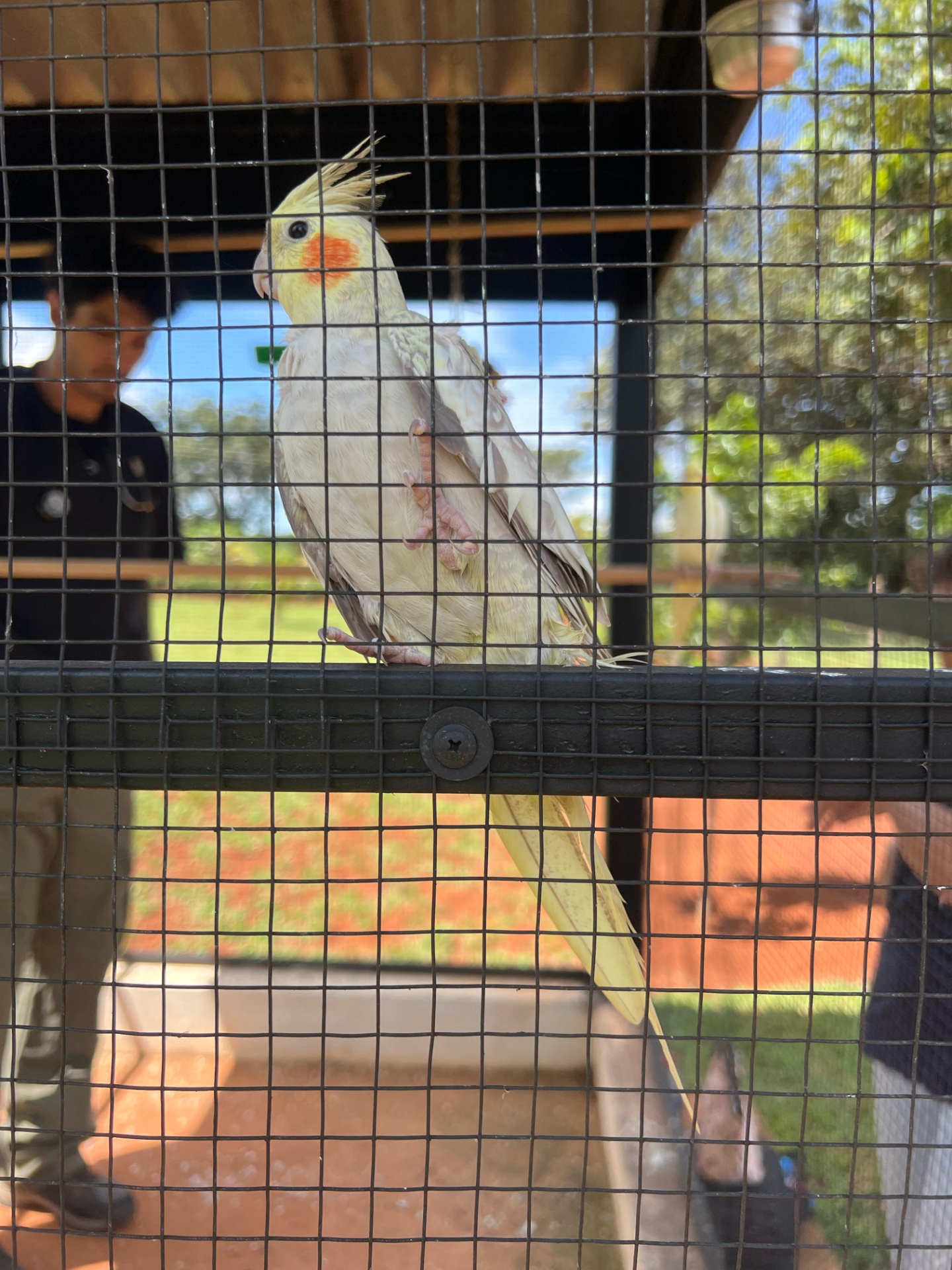 Especialista em Aves